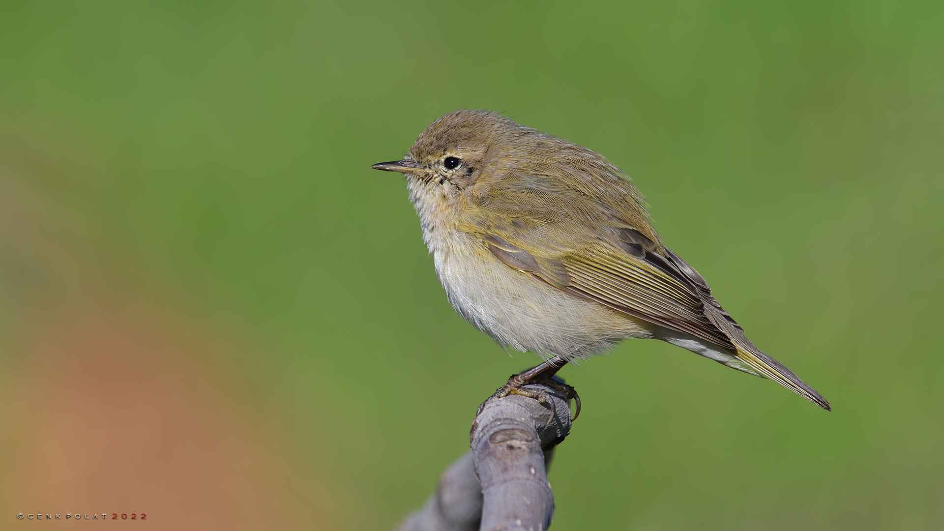 Common Chiffchaff